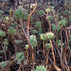Sedum pachyphyllum
