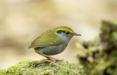Grey-Bellied Tesia photo 1