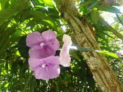 Brunfelsia grandiflora