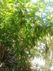 Brunfelsia grandiflora