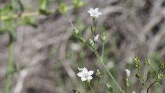 Saltugilia australis