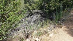 Saltugilia australis