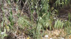 Saltugilia australis