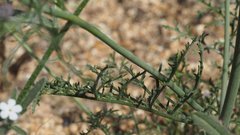 Saltugilia australis