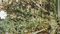 Saltugilia australis