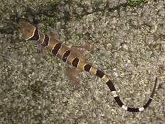 Cyrtodactylus pulchellus