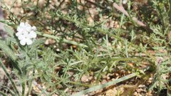 Saltugilia australis