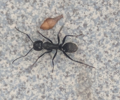 Hairy Carpenter Ant, Verpelét, 3351 Magyarország, photo 10 of 10
