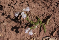 Collinsia parryi