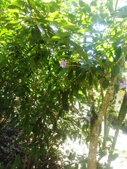 Brunfelsia grandiflora