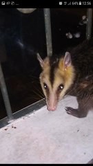 Didelphis pernigra