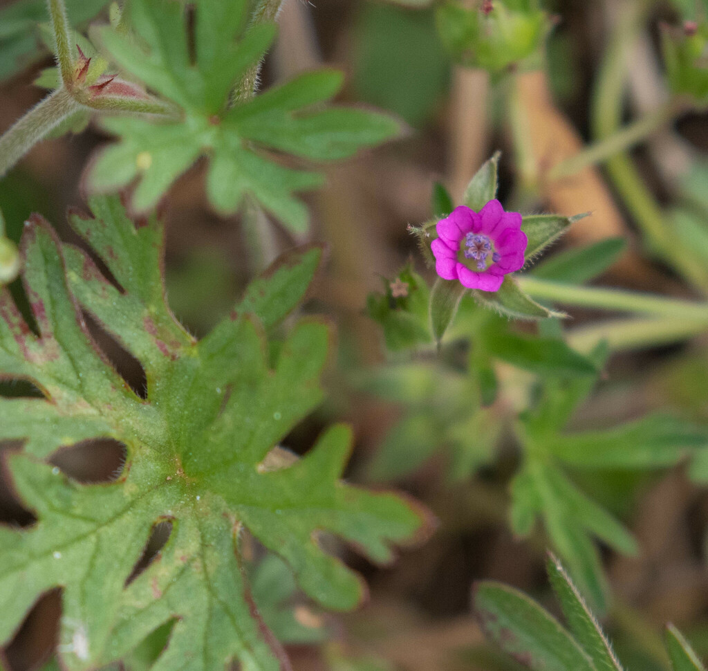 geraniums and cranesbills from Contra Costa County, CA, USA on April 24 ...
