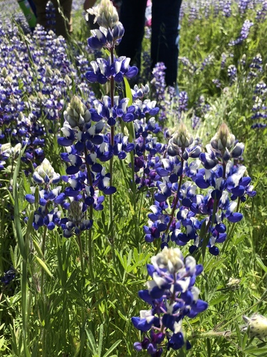 iNaturalist observation photo of Sky Lupine