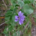 Dampiera purpurea - Photo (c) John Tann, algunos derechos reservados (CC BY)