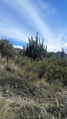 Trichocereus bridgesii