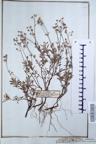 Representative image of Helianthemum marifolium