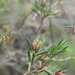 Darwinia biflora - Photo (c) lookscloser, algunos derechos reservados (CC BY)