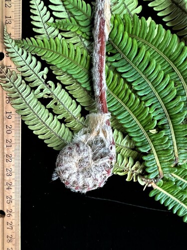 Sadleria wagneriana observed 2023-01-15
