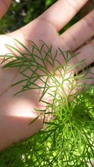 Bifora americana