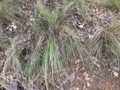 Festuca californica