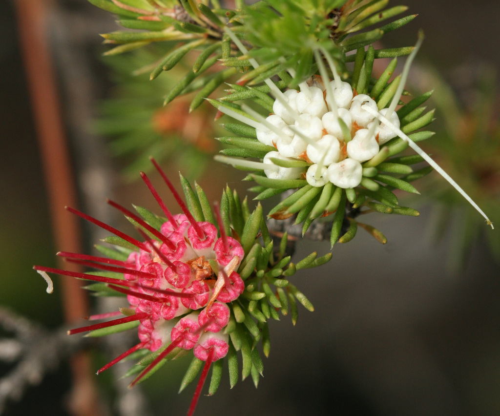 clustered darwinia