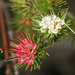 Darwinia fascicularis - Photo (c) Philip Bouchard, algunos derechos reservados (CC BY-NC-ND)