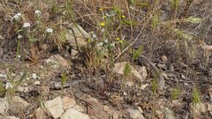 Malacothrix clevelandii