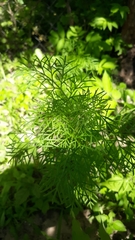 Bifora americana