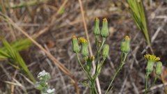 Malacothrix clevelandii