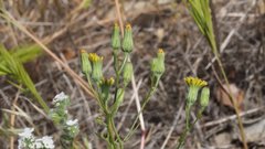 Malacothrix clevelandii
