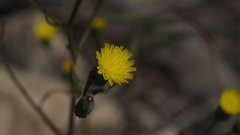Malacothrix clevelandii