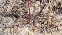 Malacothrix clevelandii