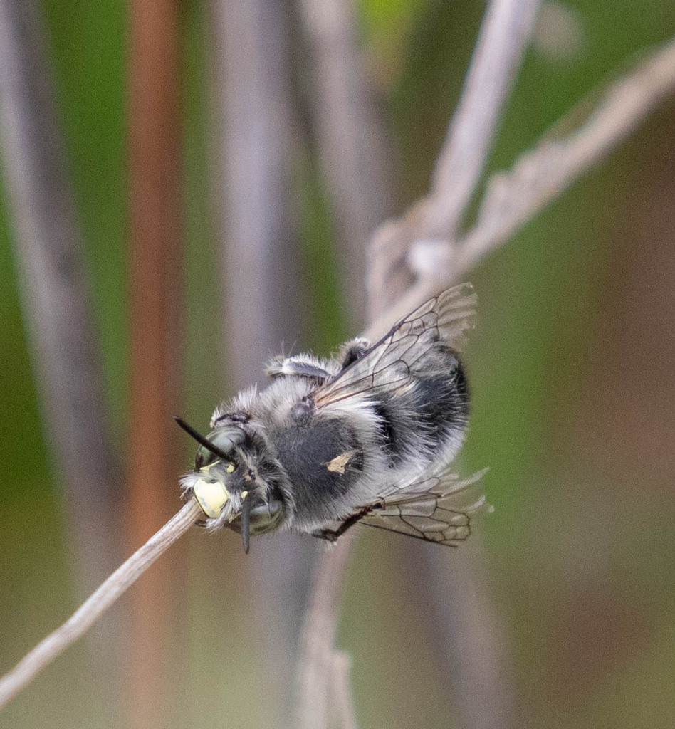 Common Digger Bees from Contra Costa County, CA, USA on April 24, 2024 ...