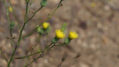 Malacothrix clevelandii