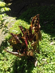Goeppertia veitchiana