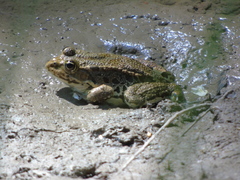 Pelophylax kurtmuelleri