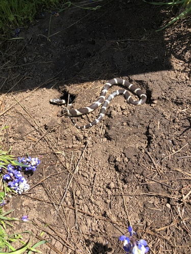iNaturalist observation photo of California King Snake