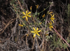 Bloomeria crocea
