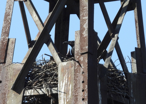 Grand Corbeau, jeune