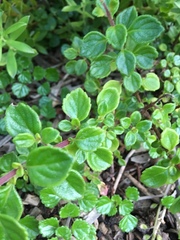 Plectranthus chimanimanensis