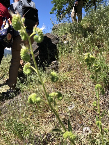 iNaturalist observation photo of Scorpionweeds