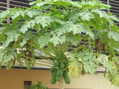 Carica papaya