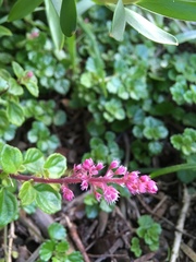 Plectranthus chimanimanensis