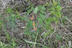 Lathyrus gmelinii