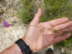 Dalea compacta pubescens