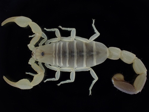 Razianus zarudnyi