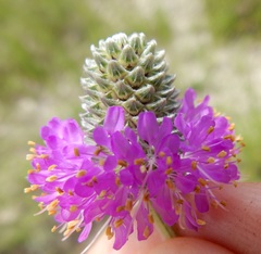 Dalea compacta pubescens