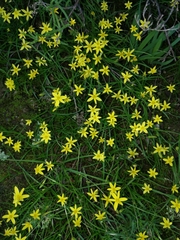 Pauridia trifurcillata