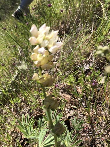 iNaturalist observation photo of lupines