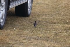 Cinclodes antarcticus